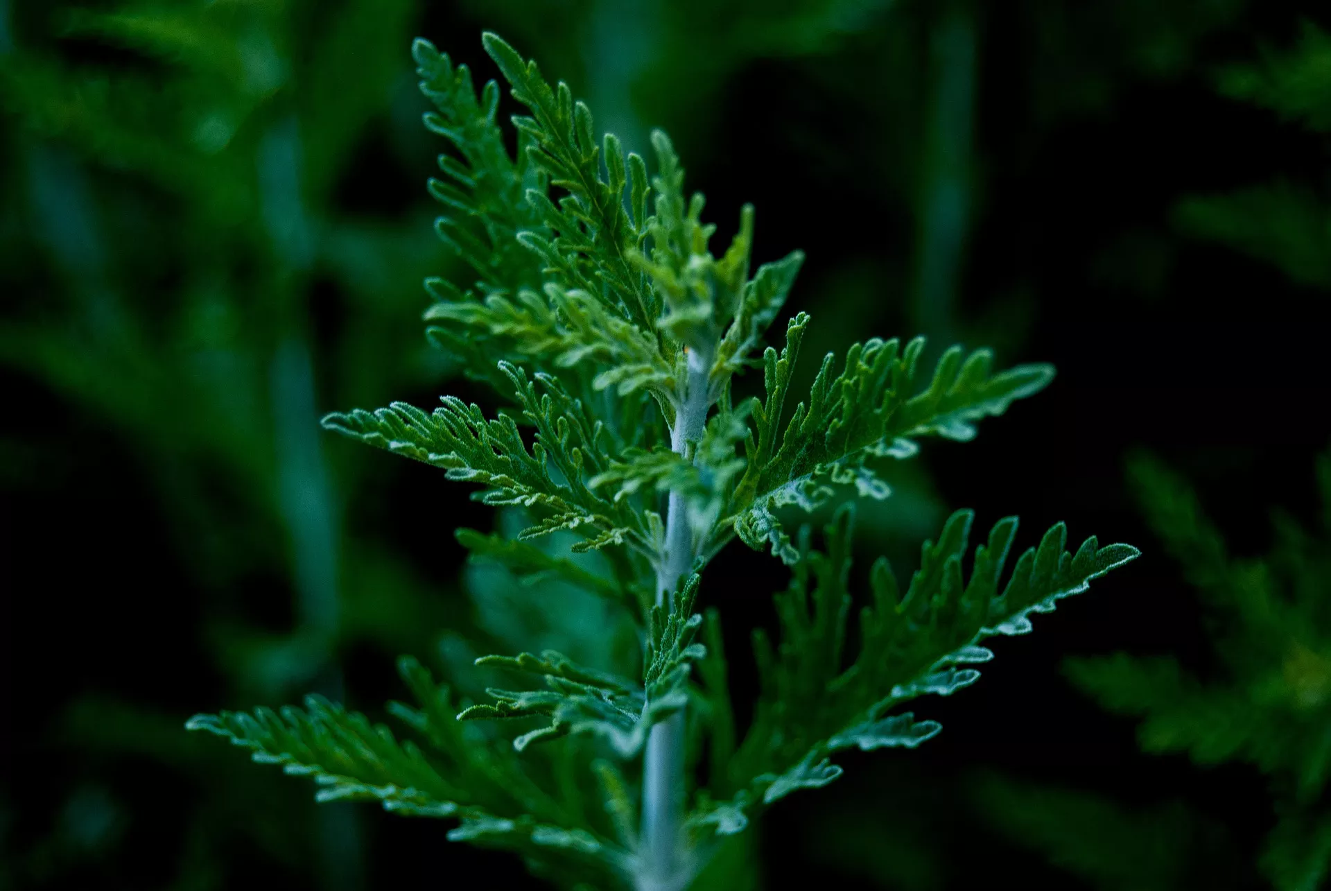 artemisia plant