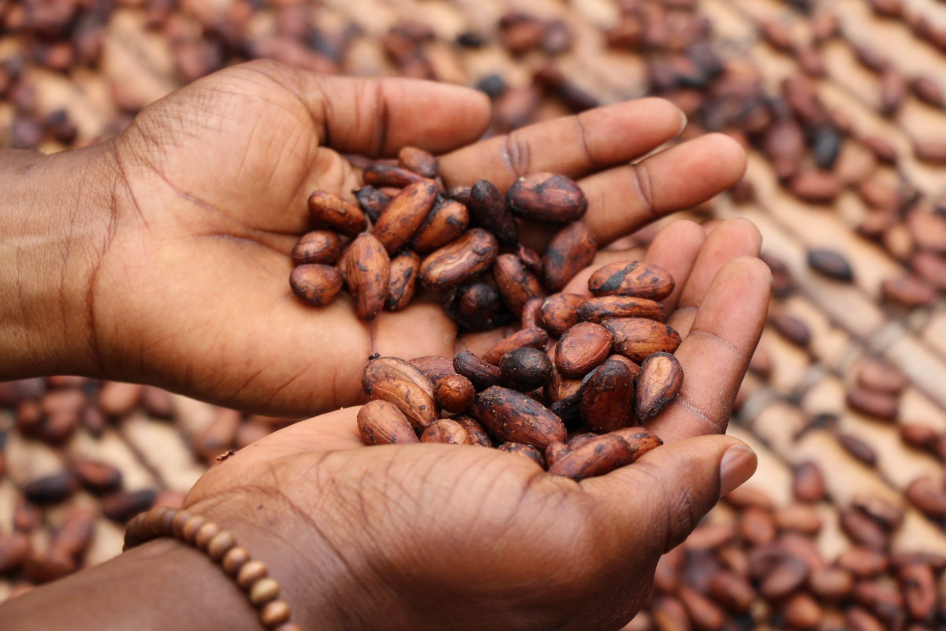 ziarna kakaowca trzymane w dłoniach, czekolada i alergia