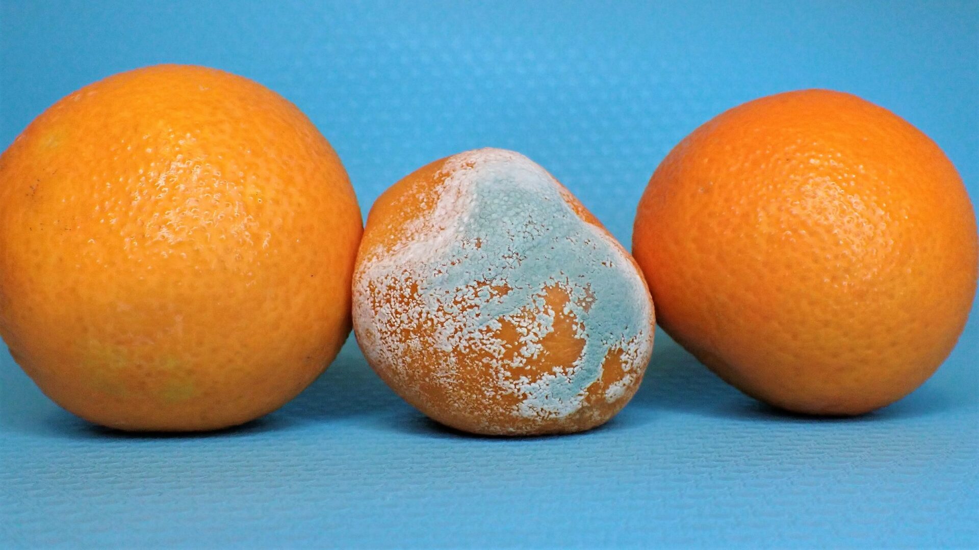 pleśń, pomarańcze