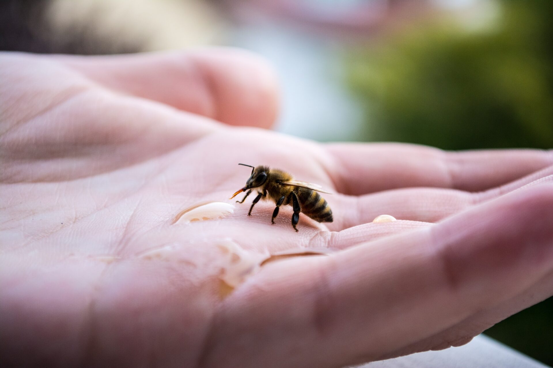 Odczulanie na jad pszczoły, pszczołą na dłoni
