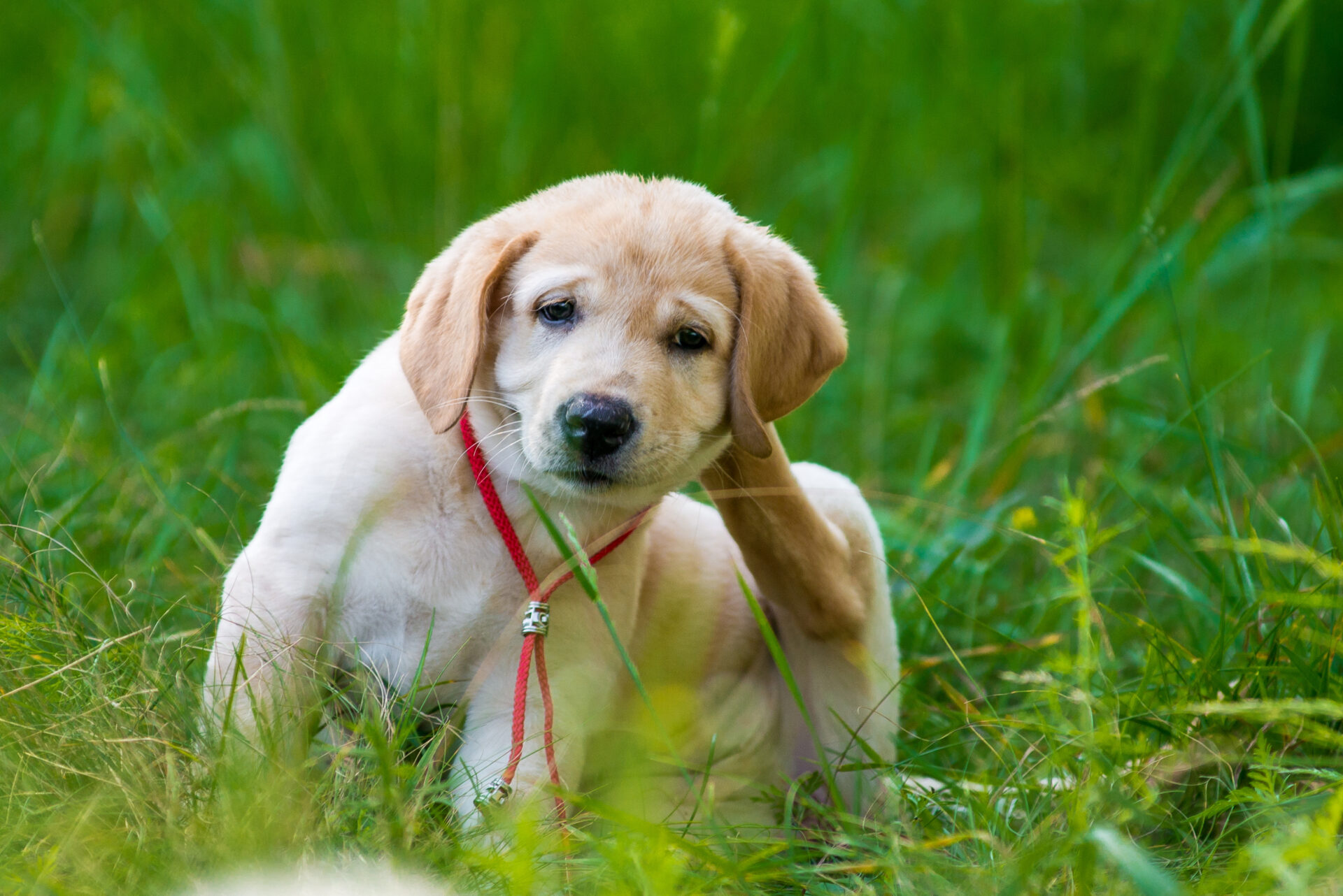 Pies na łące drapie się, alergia u zwierząt