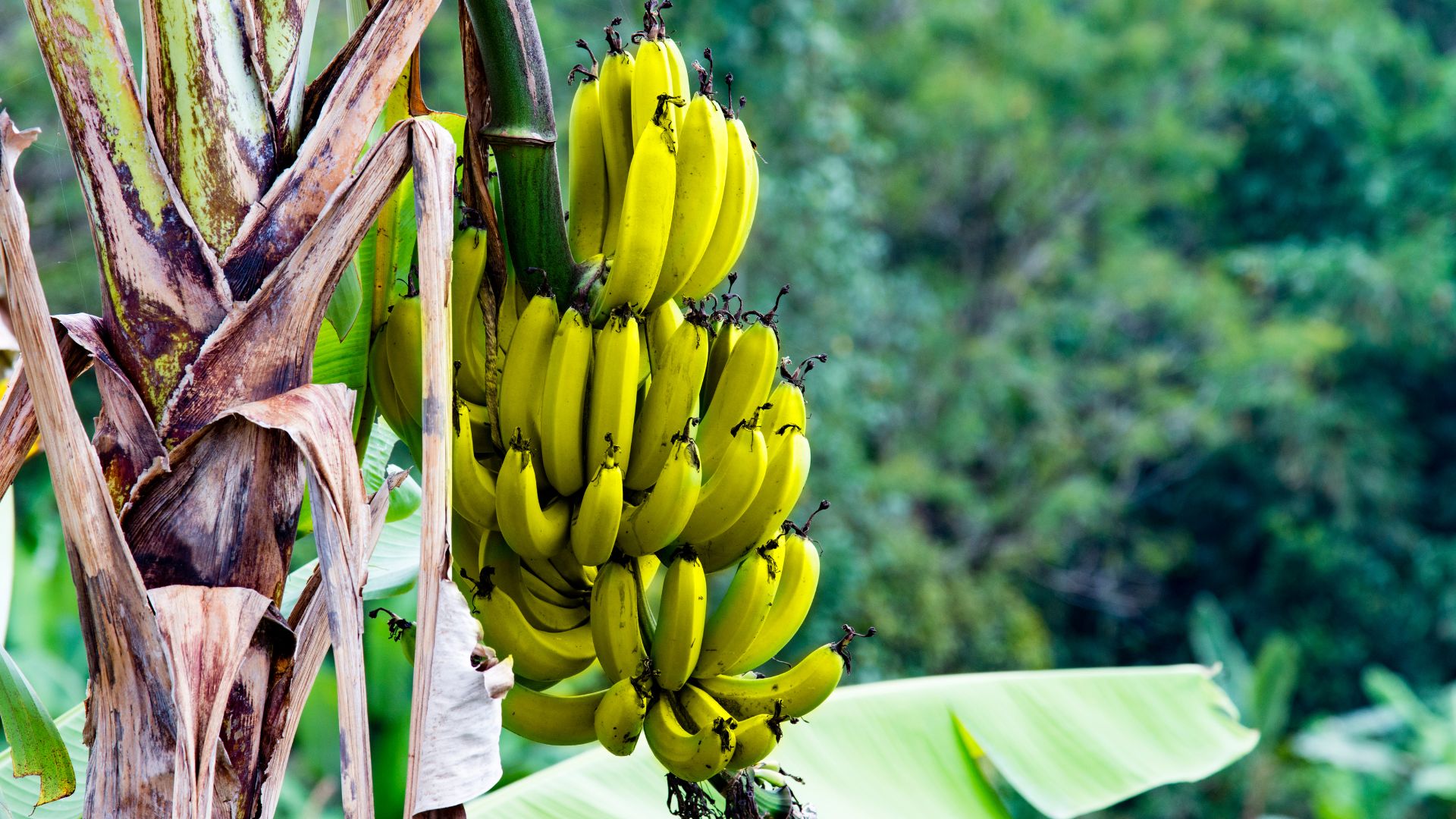 banany, alergia na banany, banany na drzewie