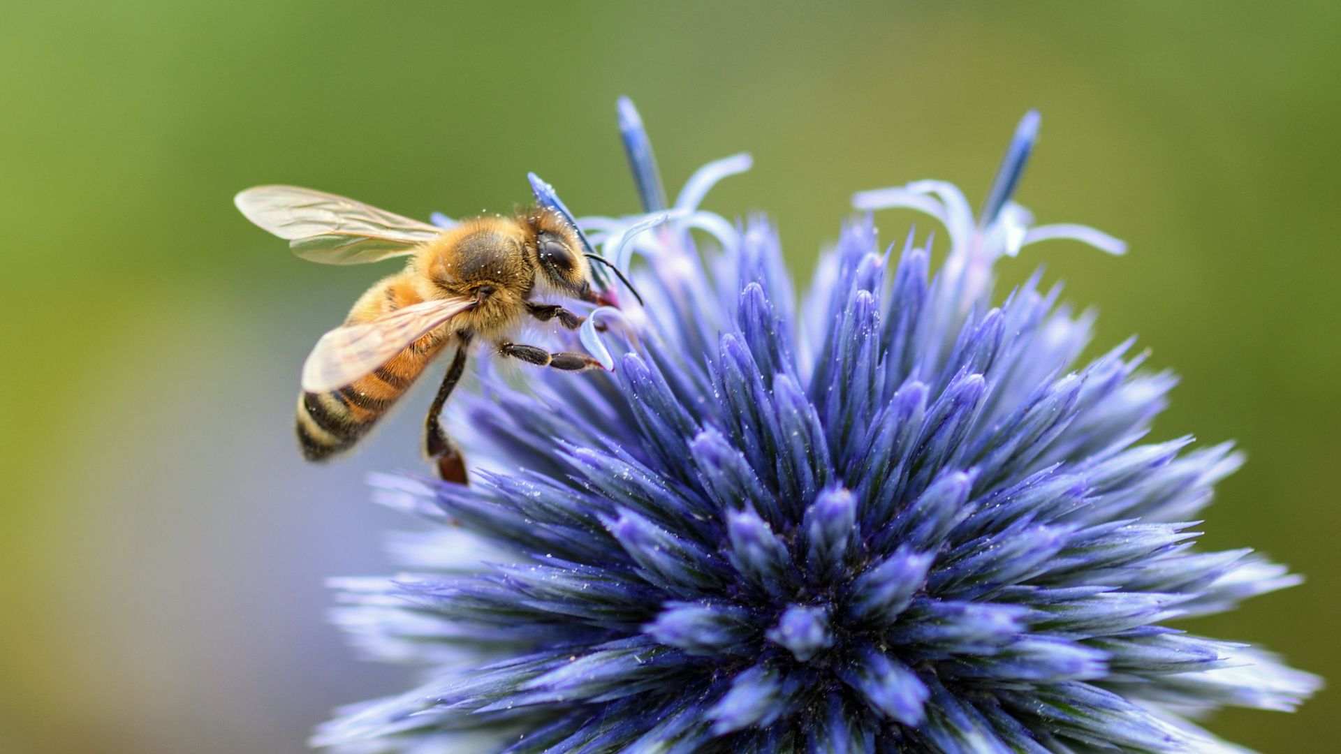 Pszczoła, kwiat, owad, immunoterapia na jad owadów