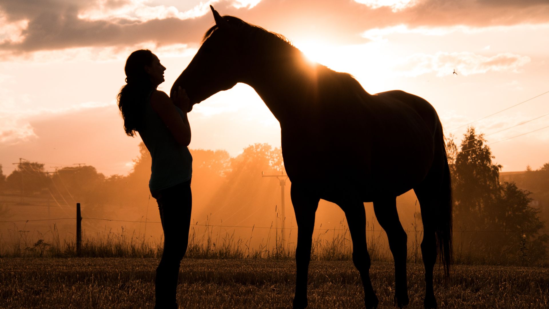 kobieta i koń na tle zachodzącego słońca, kobieta stoi obok konia, człowiek i koń, alergia na konia