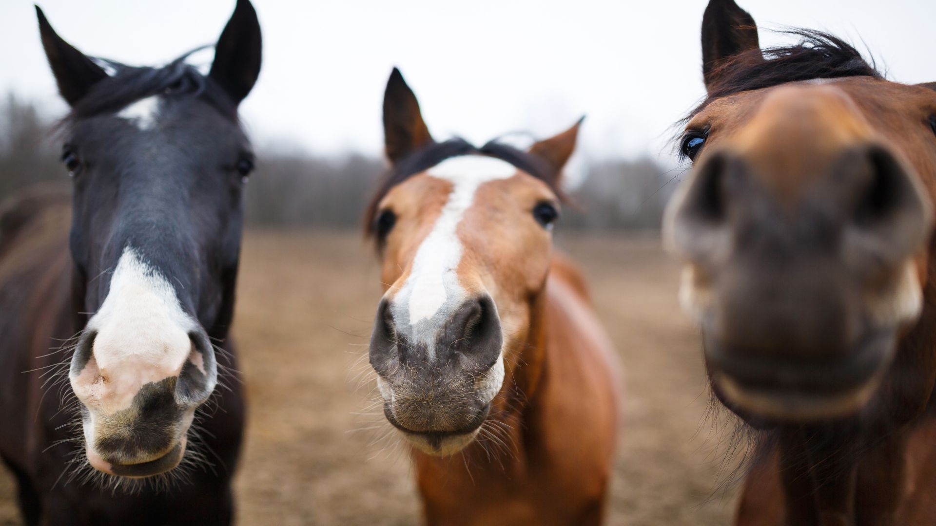 konie, konie różnej maści, portret trzech koni, głowy koni, alergia na konia