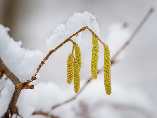 Blooming hazelnut in form of catkins during winter, highly allergenic