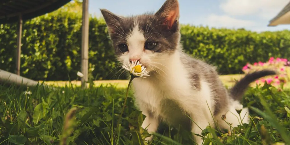 Mały kotek wącha kwiatek, alergeny pyłku
