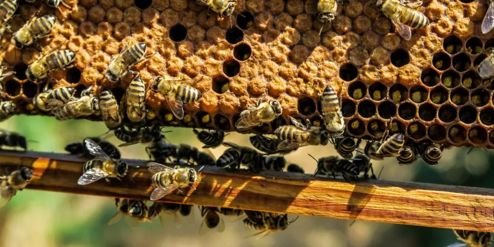 Pszczoły w ulu, owady