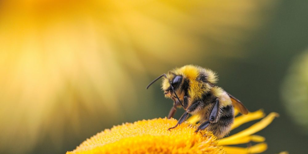 Bee on a flower, alergia na jad owadów