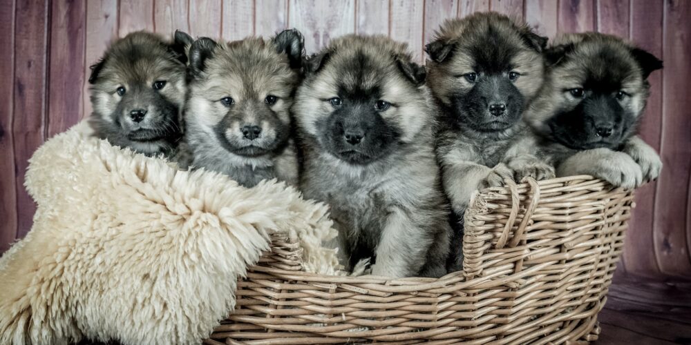 Pięć kudłatych małych psów w koszyku
