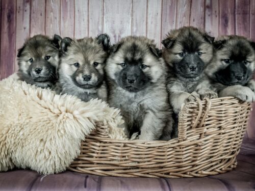 Pięć kudłatych małych psów w koszyku, alergia na psa