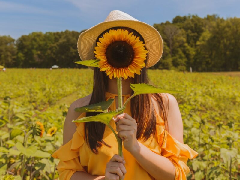 Pole słoneczników, kobieta trzyma w ręce słonecznik na wysokości twarzy, alergia na słonecznik