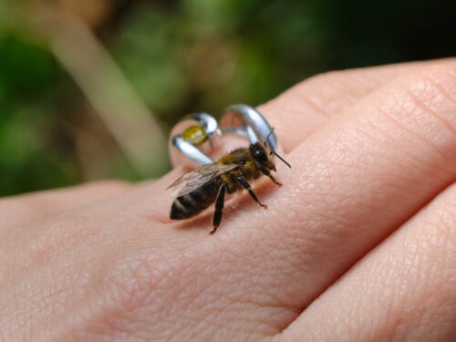 pszczoła na grzbiecie dłoni, duże powiększenie, anafilaksja