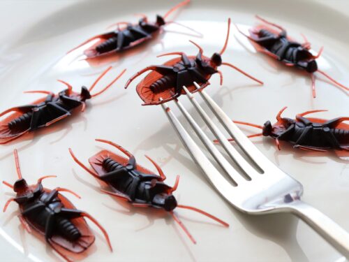 karaluchy na talerzu