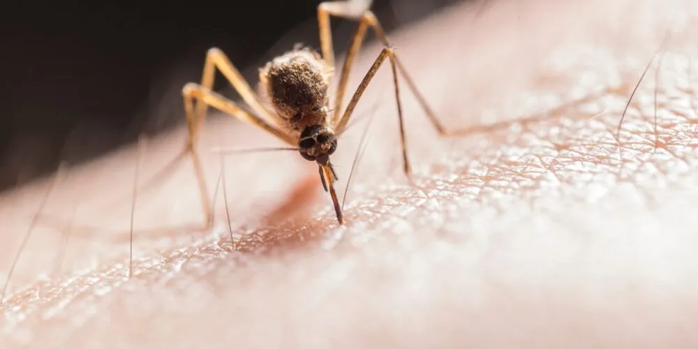 komar na skórze, duże powiększenie, alergia na komary