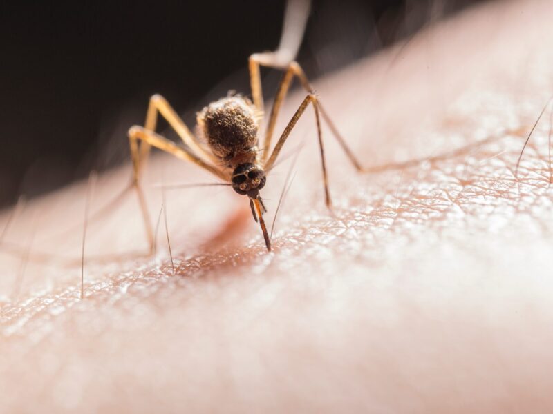 komar na skórze, duże powiększenie, alergia na komary