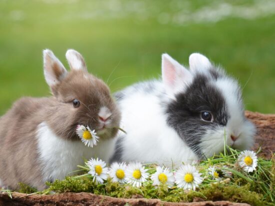 Królik, króliki, łąka, sierść, futerko, alergeny królika, alergia na królika