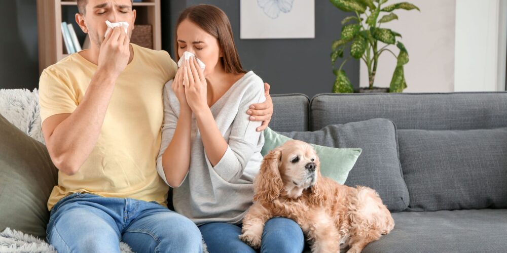 Alergia na zwierzęta futerkowe, para siedzi z psem na kanapie i kicha