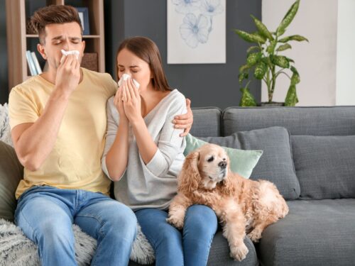 Alergia na zwierzęta futerkowe, para siedzi z psem na kanapie i kicha