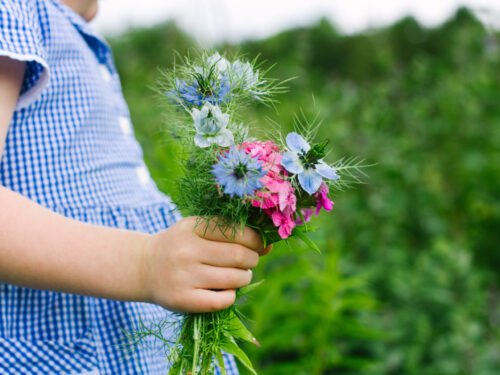 Czarnuszka, dziecko, dziewczynka, dziecko trzymające kwiatki, dziewczynka trzymająca kwiatki, olej z czarnuszki, olej z czarnuszki na alergię