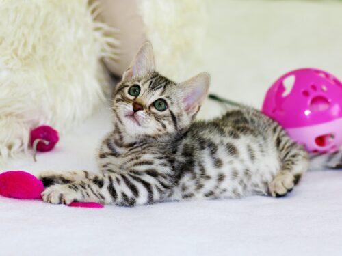 Mały kot w szare prążki bawi się różową myszą zabawką, kot i alergia