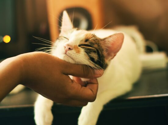 Biały kot trzyma głowę na ręce człowieka, alergia na kota