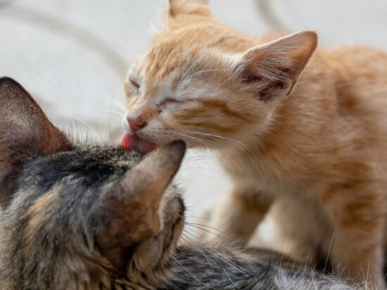 dwa koty liżą się, sekretoglobina, główny alergen kota