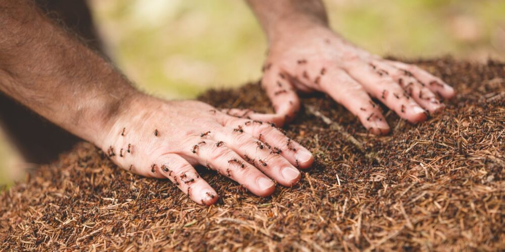 Mrówki na dłoniach, dłonie na mrowisku, mrówki, alergia na jad mrówek