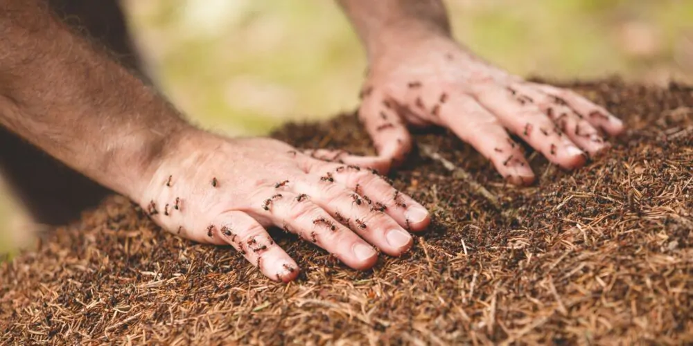 Mrówki na dłoniach, dłonie na mrowisku, mrówki, alergia na jad mrówek