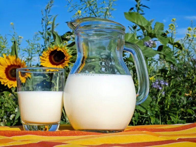 Mleko w szklanym dzbanku obok mleko w szklance, białka serwatkowe