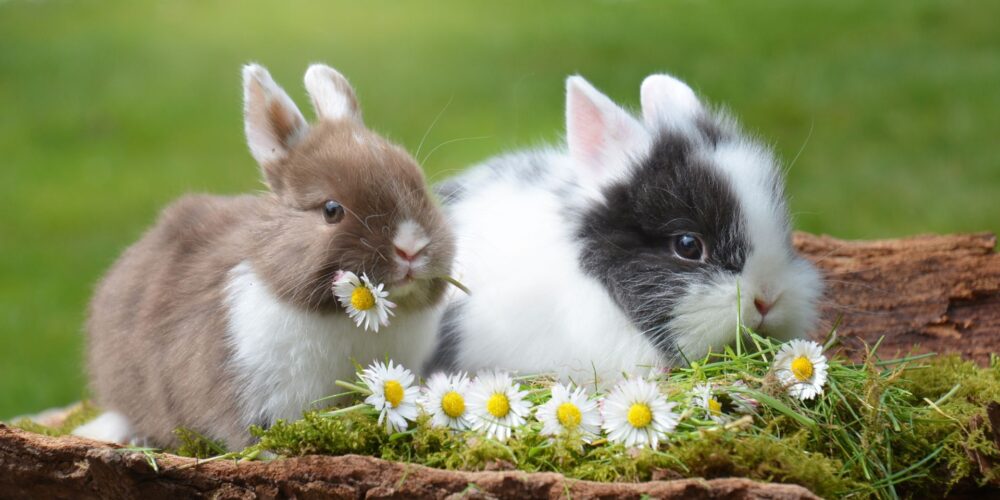 królik, małe króliki, króliki jedzą trawę, alergia na królikas